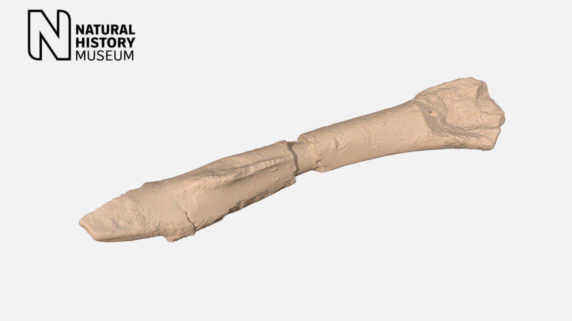 Sarcosaurus woodii tibia