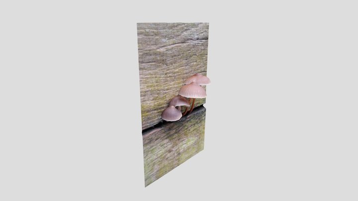 Mycena - bonnet clusters – Modello 3D gratuito STL