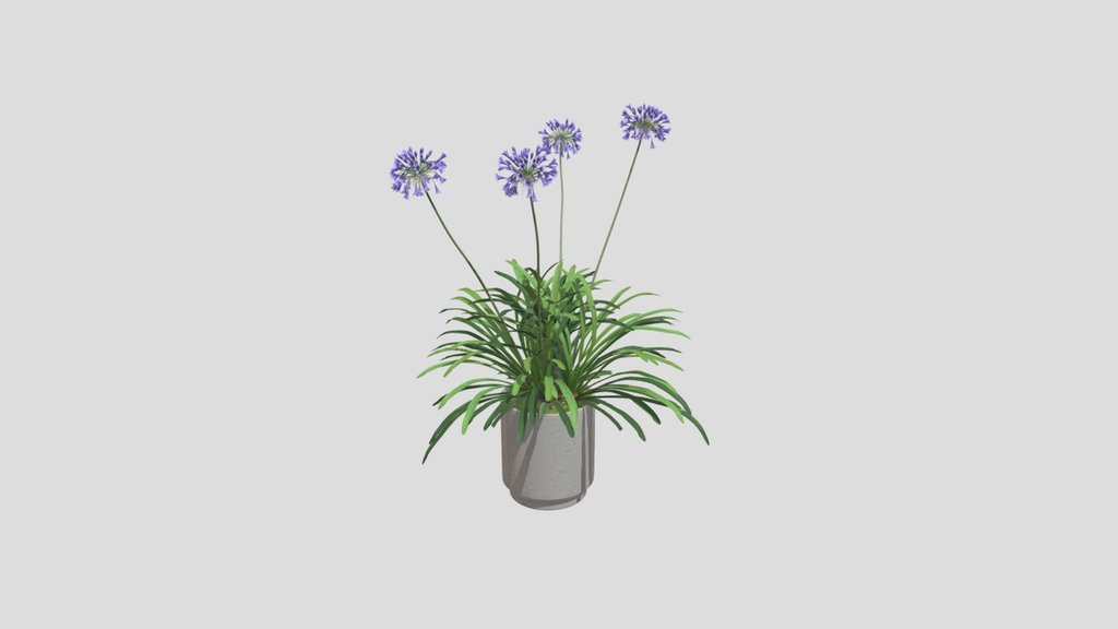 Purple Agapanthus Pot