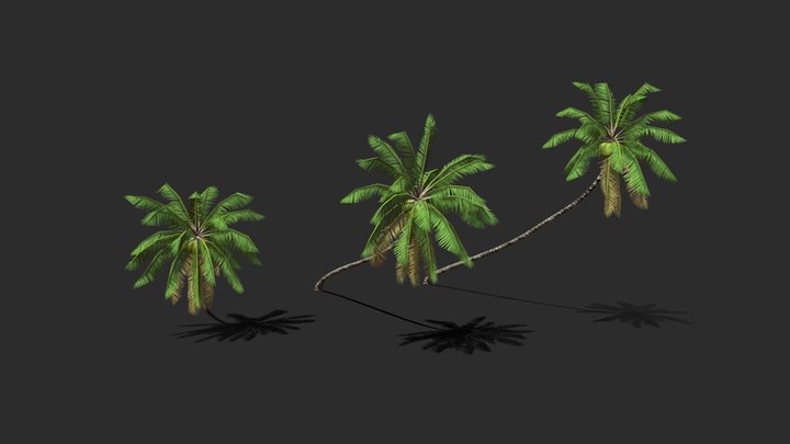 Coconut Palm Trees-02 3D Model
