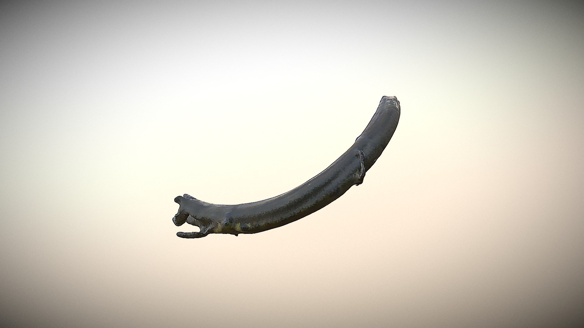 Mamuth tusk