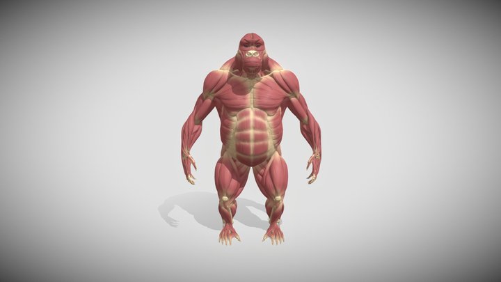 Gorilla Anatomy 3D Model