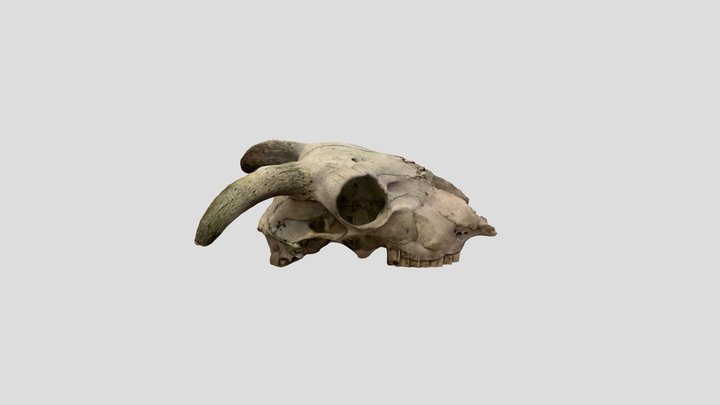 Sheep Skull on the ground 3D Model