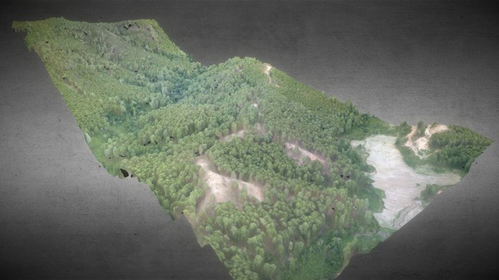Hutan Pinus Takengon - Aceh Tengah 3D Model