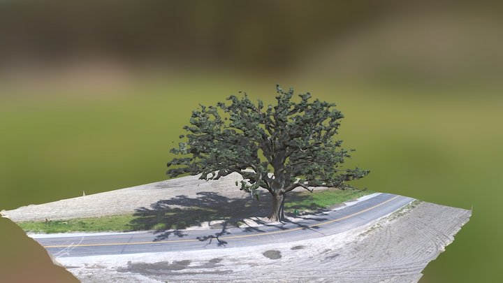 The Big Oak Tree 2 3D Model