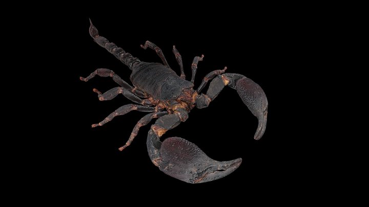サソリの標本 3D Model