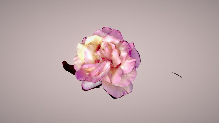 ds 3D Model