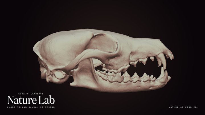 Fox Skull