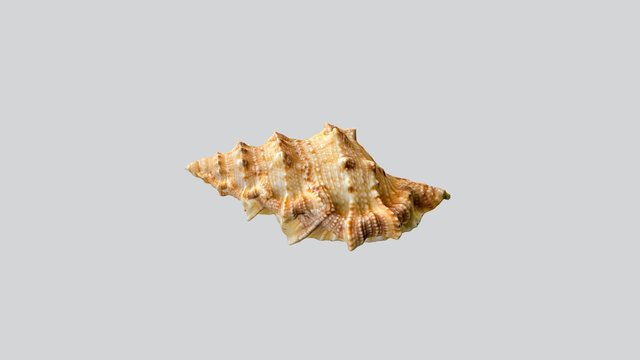 9. Bufonaria ignobilis 3D Model