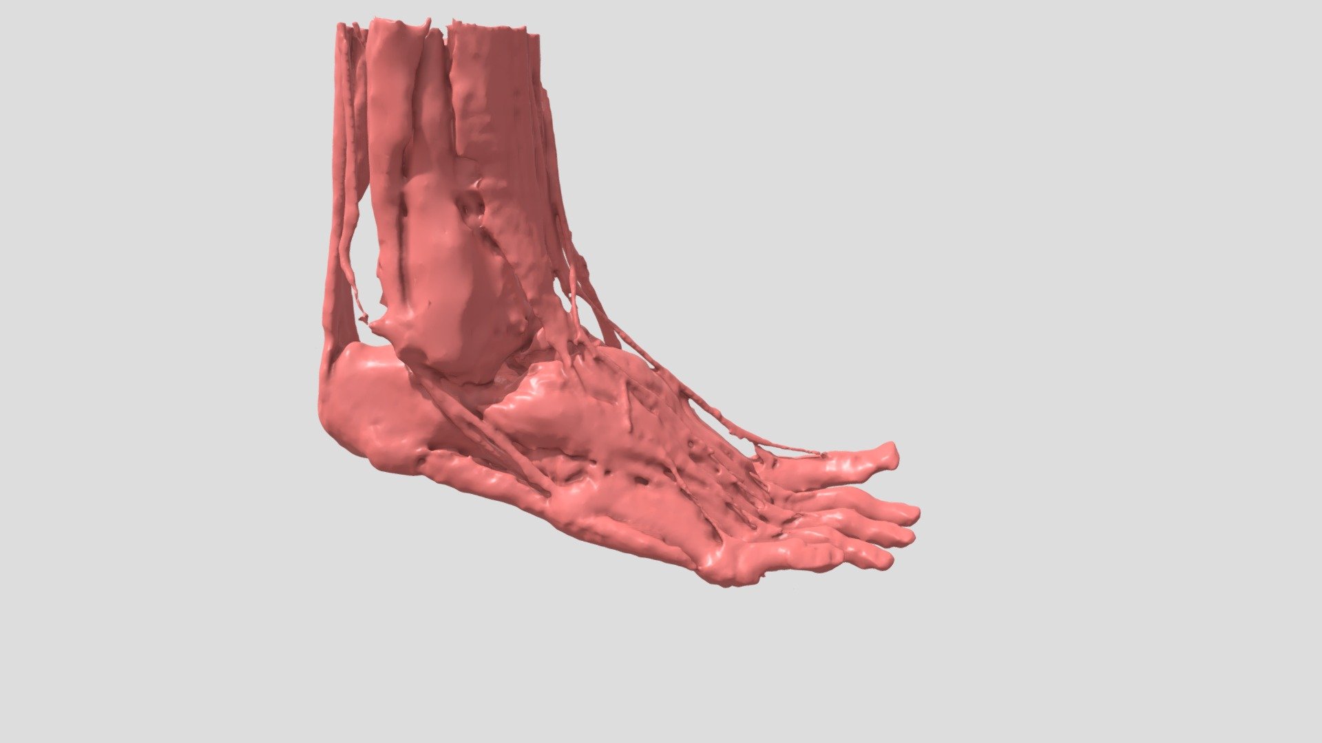 Estructura ósea y muscular de pie Download Free 3D model by alebogino