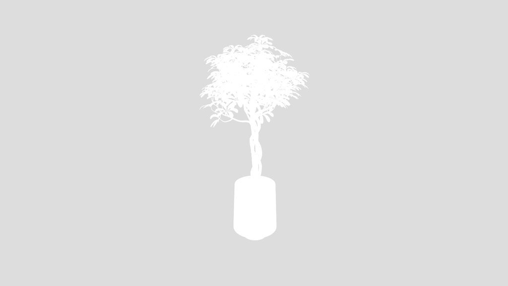 Schefflera Arboricola Umbrella Set