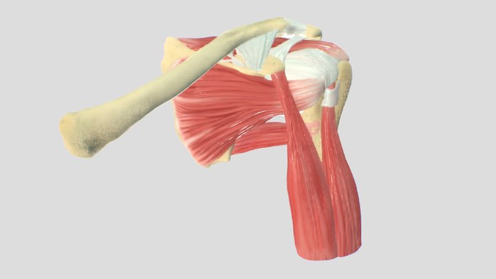 Muscles of the shoulder (left side) 3D Model