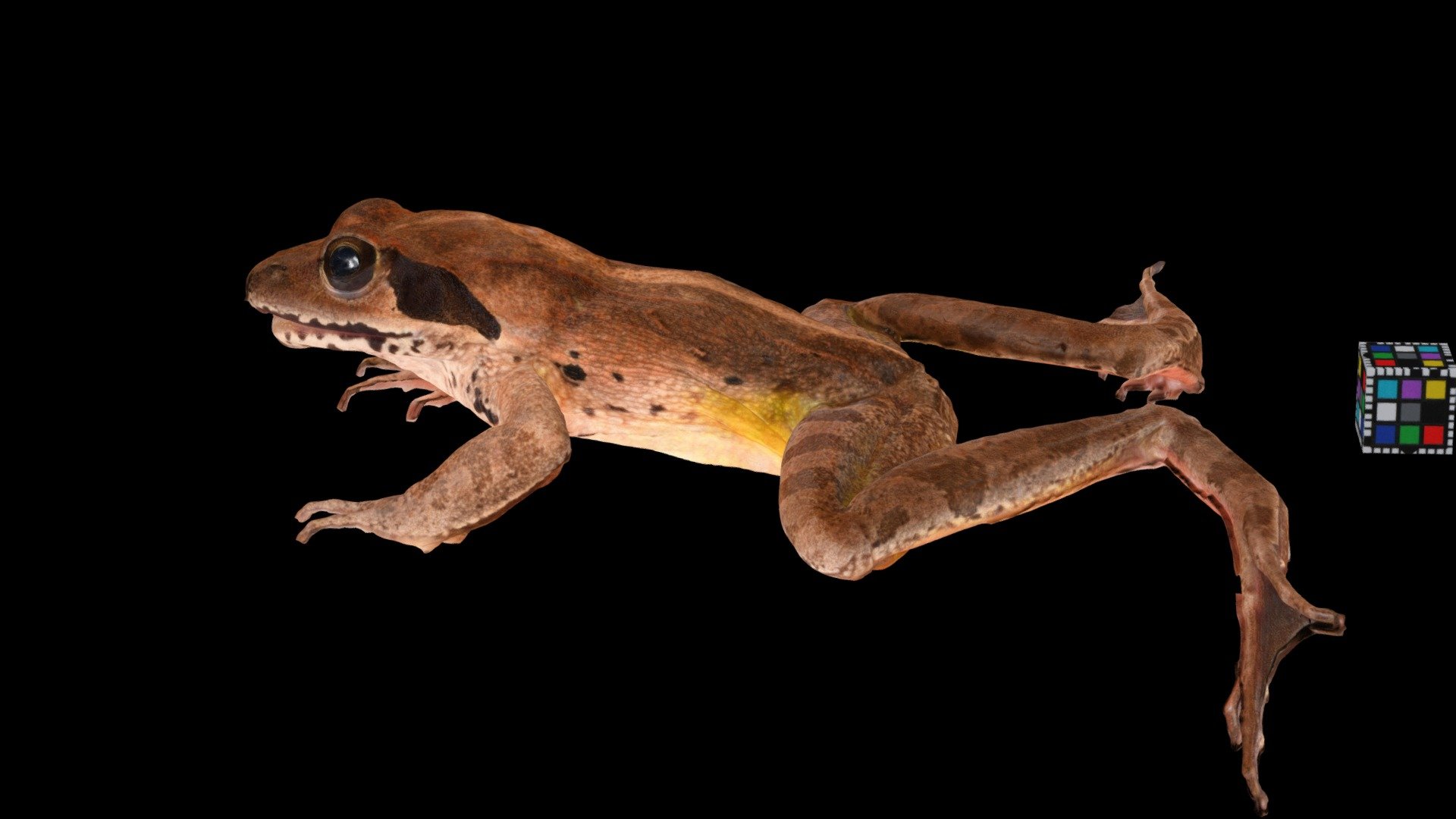 ヤマアカガエル ♀ True Frog, Rana ornativentris