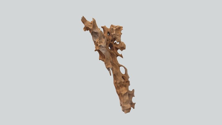 Tronco de cactácea, BCS 3D Model