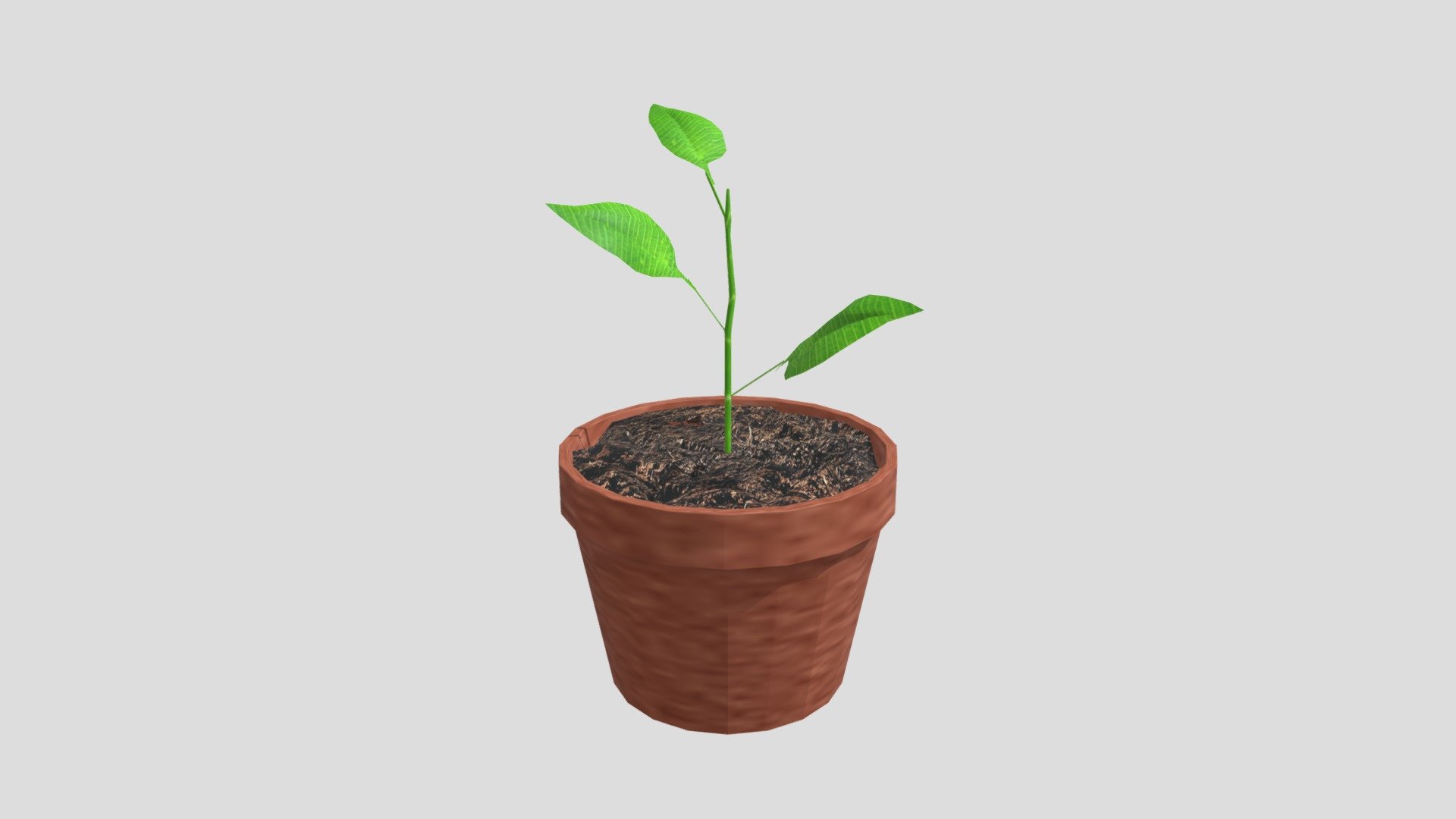 potted plant for sketchfab