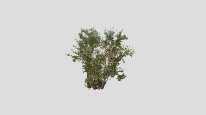 Gorse - no wind, 3mm resolution (cleaned) 3D Model