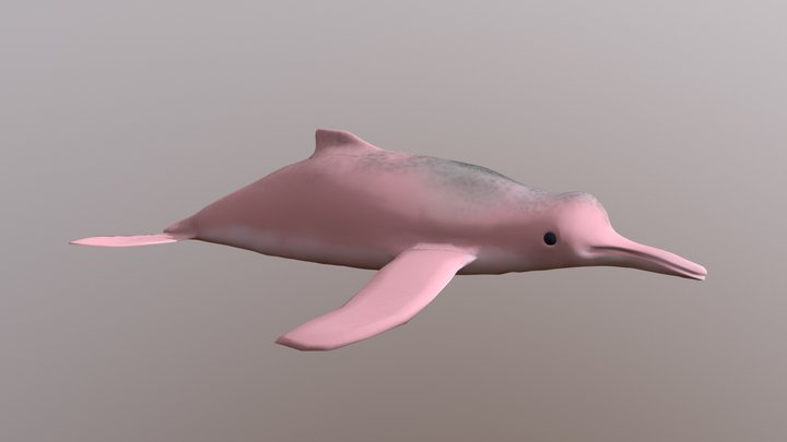 Pink Dolphin 3D Model