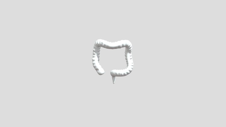 Large Intestine – Free 3D Model STL