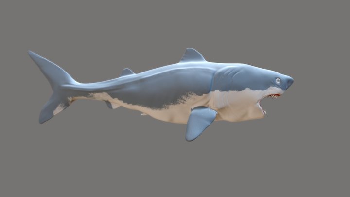 Shark 3D 3D Model