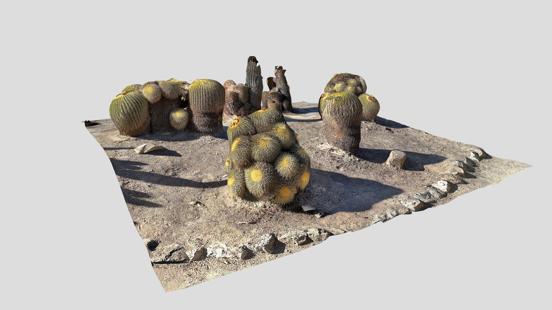 Cactus patch