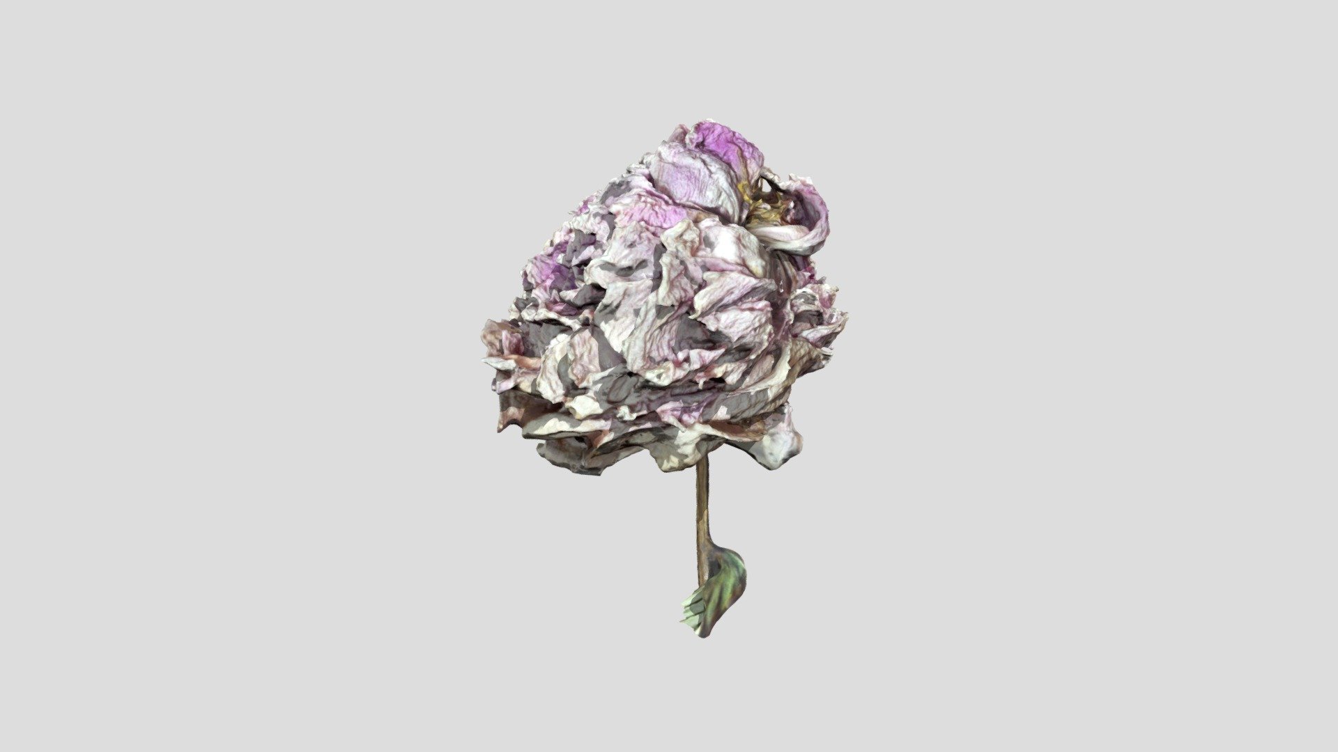 Past Perfect Peony