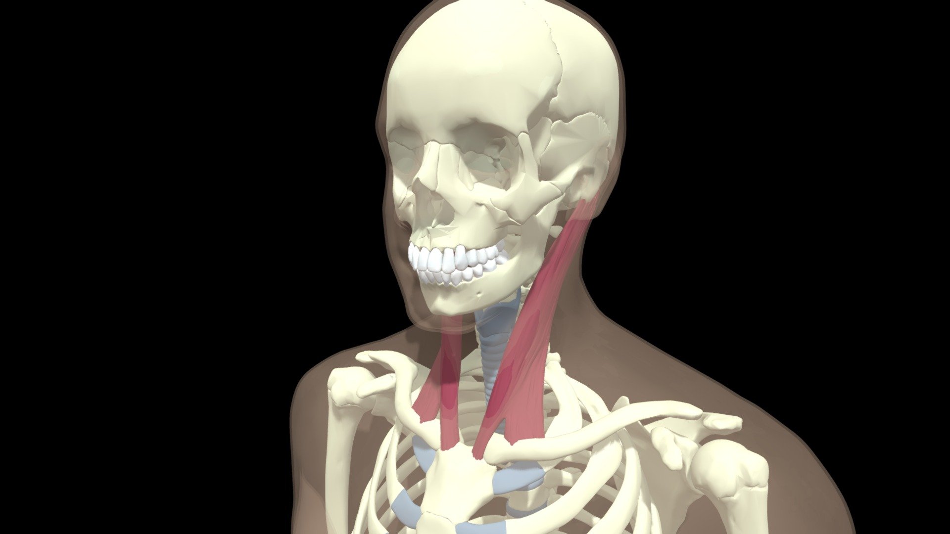 Sternocleidomastoid - Download Free 3D model by Mary Orczykowski ...