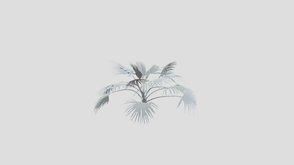 Chinese Palm Med