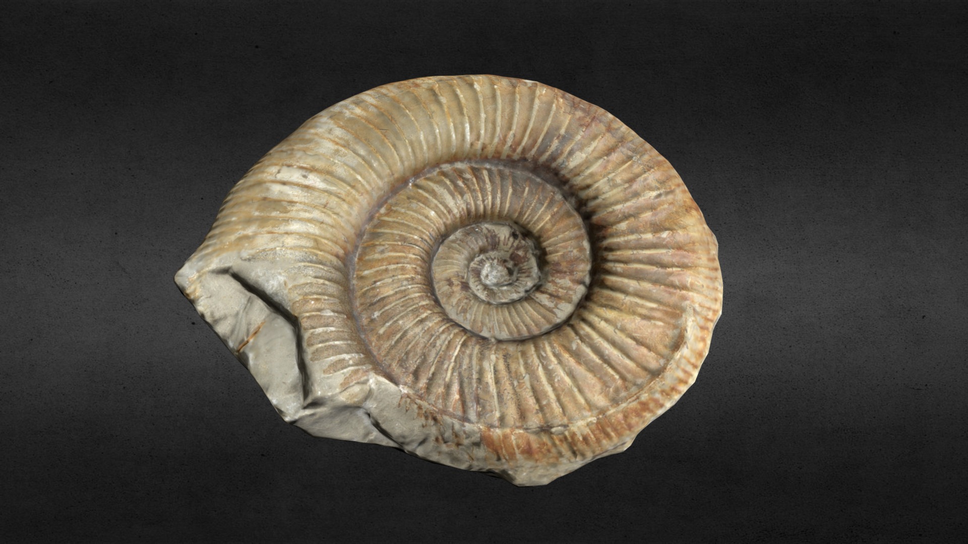 3D model Ammonite fossil - This is a 3D model of the Ammonite fossil. The 3D model is about a close-up of a seashell.