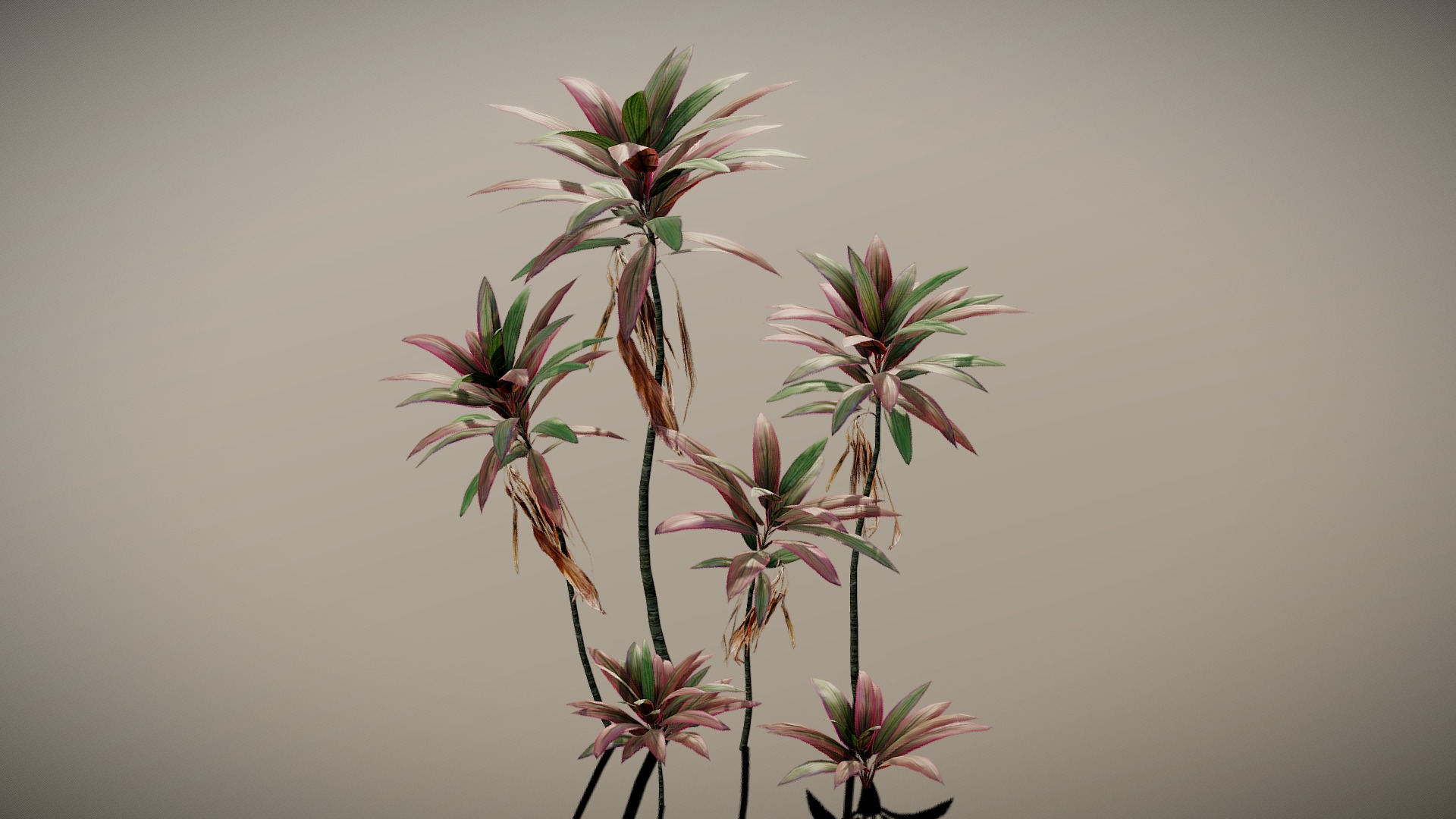 3D model Pink Cordyline Plant - This is a 3D model of the Pink Cordyline Plant. The 3D model is about a group of pink flowers.