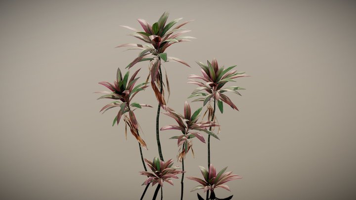 Pink Cordyline Plant 3D Model