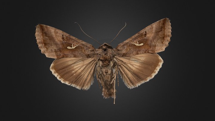 Autographa_gamma 3D Model