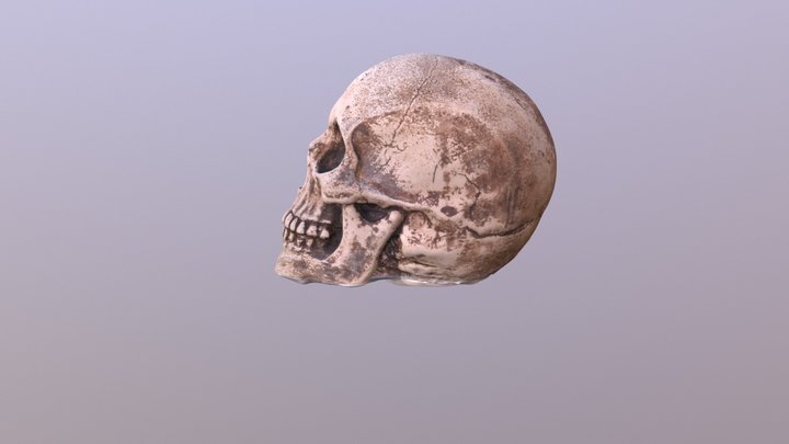 Skull5new 3D Model