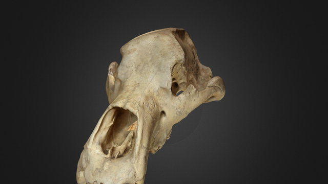 Lubanja spiljskog medvjeda (sk. D. Vocanec) 3D Model