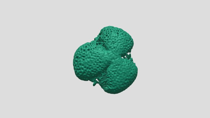 Field pennycress (Thlaspi arvense) pollen grain 3D Model