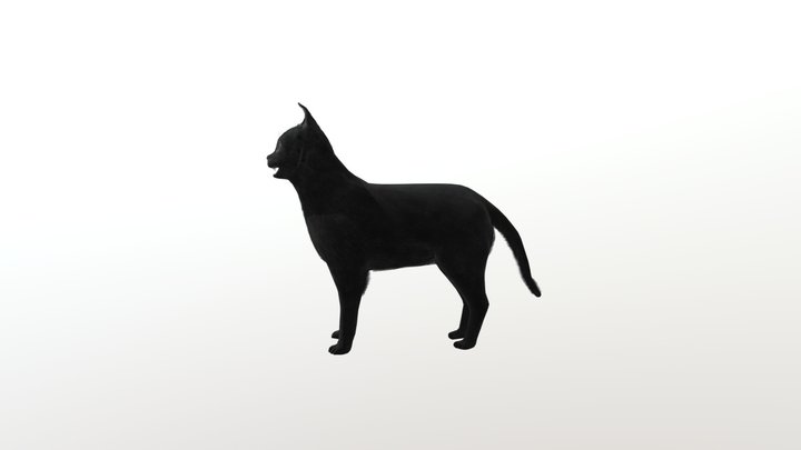 Black Cat 3D Model