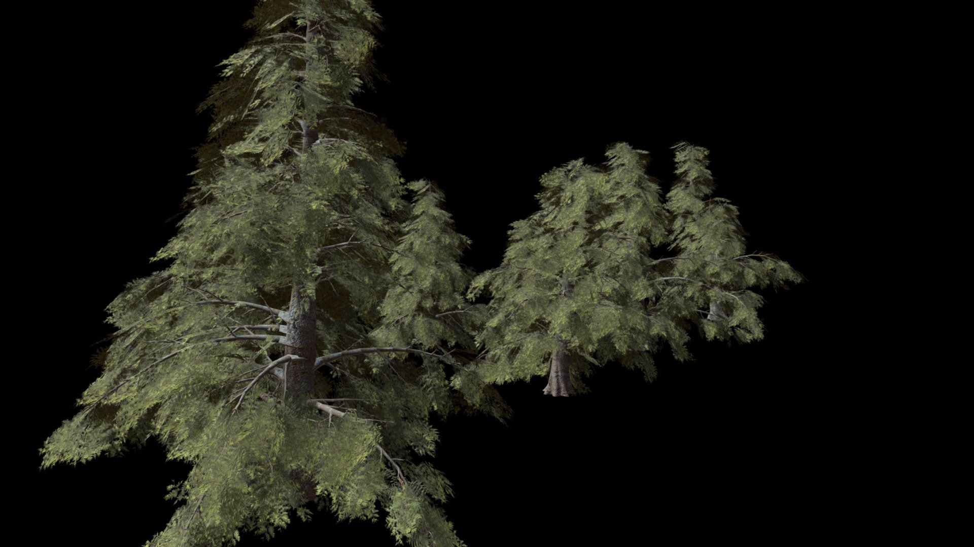 8 Conifers Trees pack (high-Poly) - Buy Royalty Free 3D model by Sereib ...