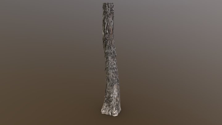 Bald Cypress Narrow 3D Model