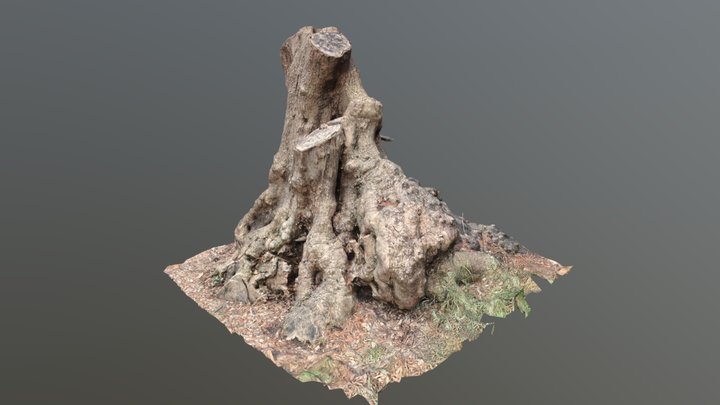 Bushland Forest Tree Stump Photoscan 3D Model