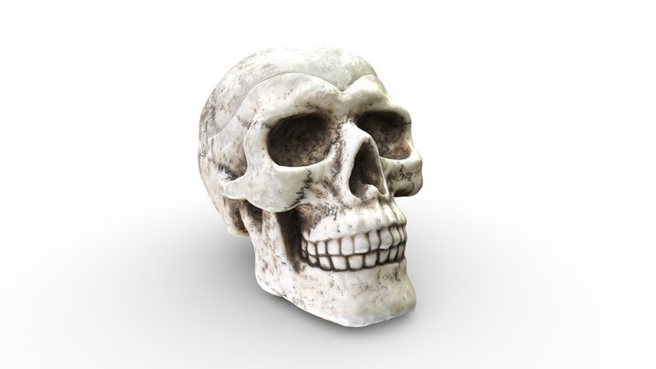 Skull Container 3D Model
