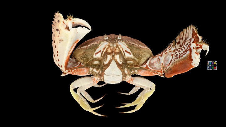 トラフカラッパ Common Box Crab, Calappa lophos - Download Free 3D model by  ffish.asia / floraZia.com [ac639ad] - Sketchfab