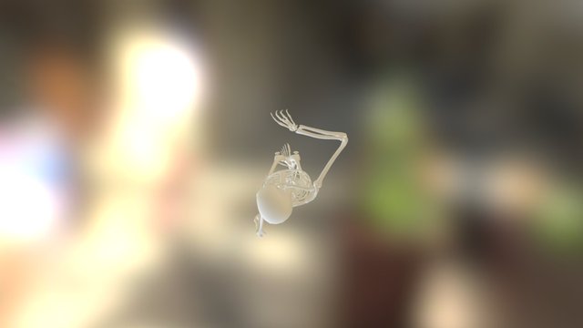 Skeleton 3D Model