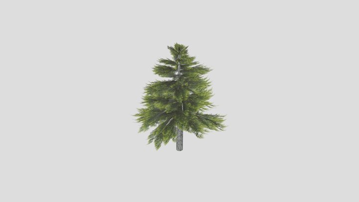 Pine Tree Sketchfab Test1 3D Model