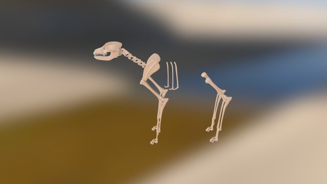 Dog Skeleton Progress 3D Model