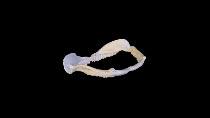 Scalloped Hammerhead (Sphyrna lewini) Jaw 3D Model