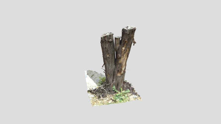 Cut Tree Barks 3D Model