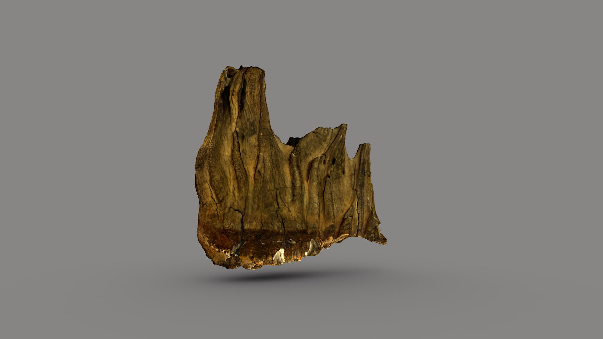 Mammoth Molar