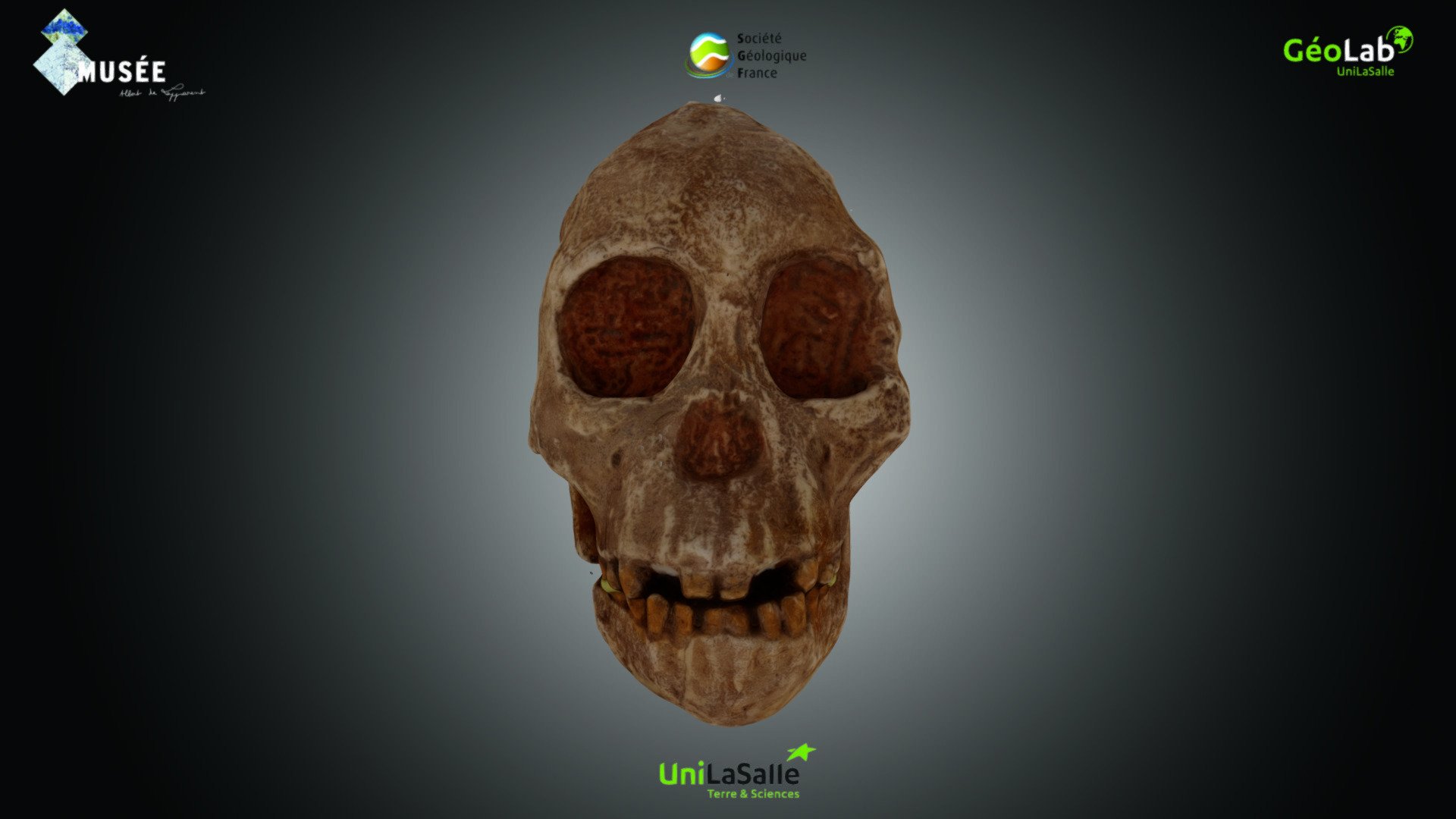 Primates - Australopithecus africanus