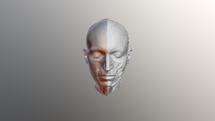 3D Scanned Head Ecorche 3D Model