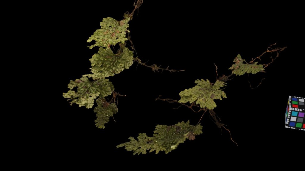 CC0 コウヤコケシノブ Bearded Filmy Fern, H. barbatum