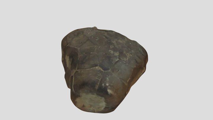 Falls of the Ohio fossil 04 3D Model